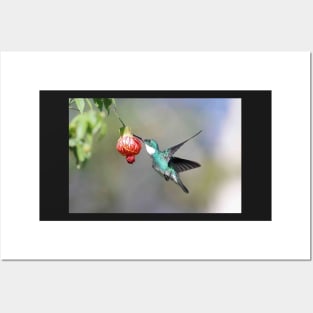 White-throated Hummingbird Posters and Art